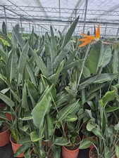 Papageienblume Strelitzia reginae Strelitzie ca. 140-160 cm Paradiesvogelblume