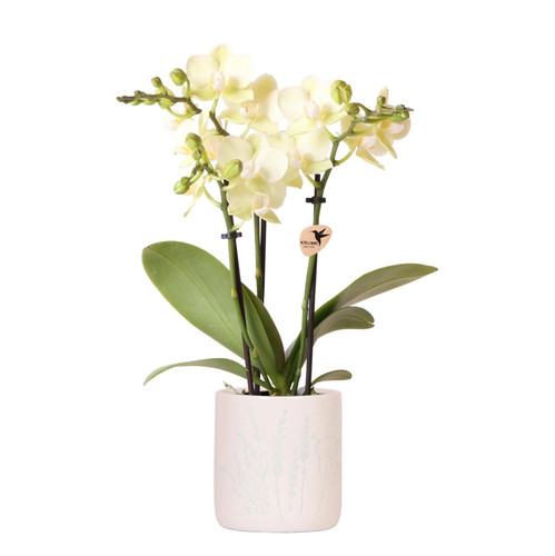 Gelbe orchidee mexico - orchidee,