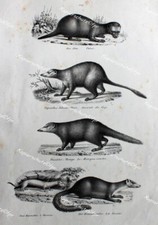 Marder Iltis Hermelin