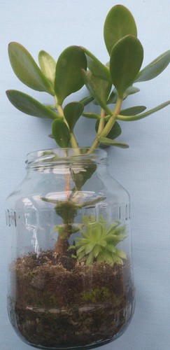Geldbaum crassula 30 cm - /, ca.