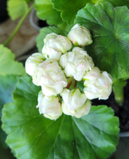 Pelargonie "Prins Gustaf"
