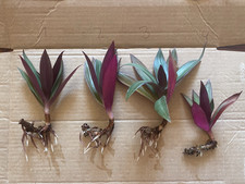Tradescantia spathacea