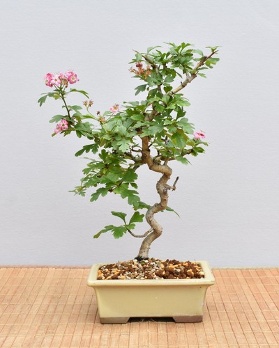 Bonsai outdoor japanischer - bonsai, outdoor,