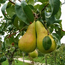 Birnenbaum Concorde - Winterhart Obstbaum Pflanze 80cm / 140cm