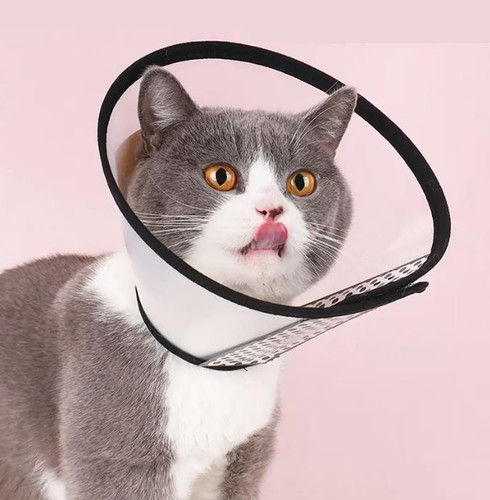 Haustier schutzkragen katzen - schutzkragen,