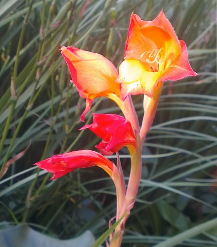 Samen primel gladiole - primel,