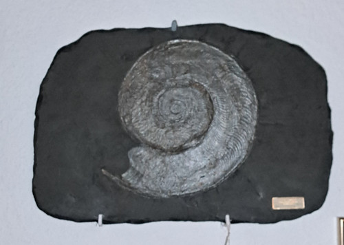 Schieferplatte mit ammonit - schieferplatte,