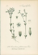 Chromolithographie : Klebriges