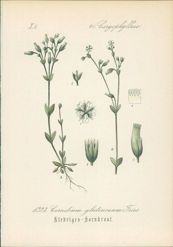 Chromolithographie klebriges - :,