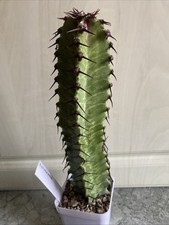 Succulente Euphorbia Ammak 23