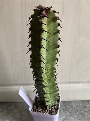 Succulente euphorbia ammak - succulente, 23