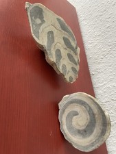 FOSSILIRN VERSTEINERTE SCHNECKE AMMONIT