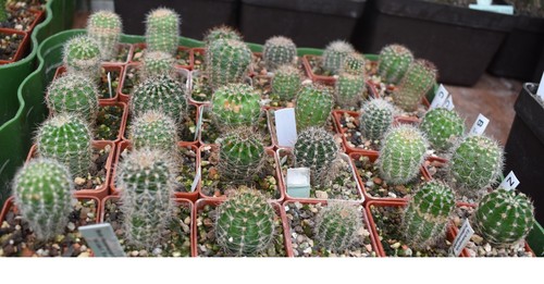 Verschiedene echinopsis - 30,