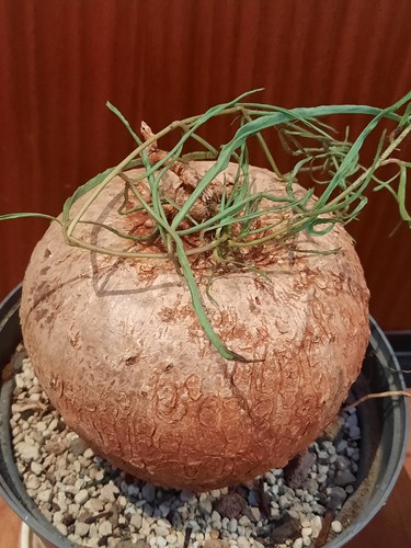 Ipomea bolusiana mit - bolusiana,