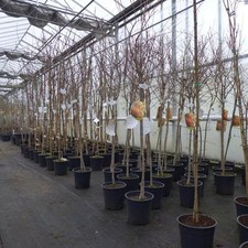 Granatapfel Punica granatum