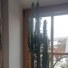Säulenkaktus Euphorbia