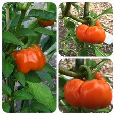 Aluka Sarga orange Paprika aus Ungarn süß und saftig tolle Form