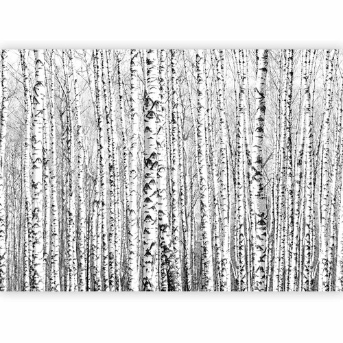 Natur birken wald bäume - natur,
