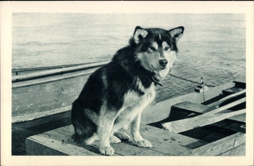 Alaska polarhund - ak, alaska,