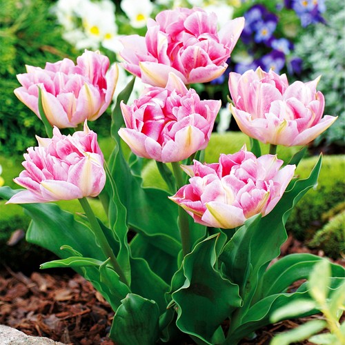 Tulpen blumenzwiebeln zwiebeln - blumenzwiebeln,