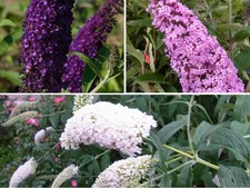 3 Pflanzen Sommerflieder