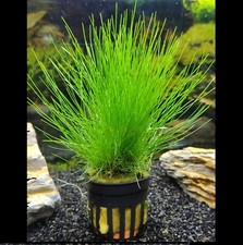 @//(◕‿◕)\@ Eleocharis