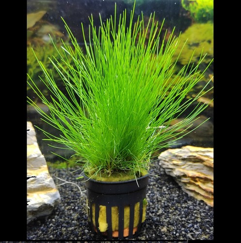 Eleocharis - @//(◕‿◕)\@,