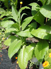 TABAK VIRGINIA GOLD 150 Samen Saatgut bestens geeignet für kältere Regionen