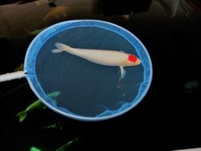 Keschernetz (nur Netz ohne Bügel), Koi, Ø 70 - 100cm, Made in Germany! Fangnetz