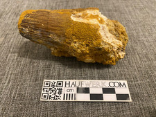 Riesiger Spinosaurus aegyptiacus Zahn