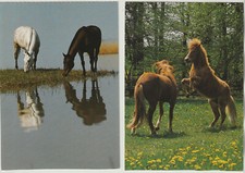 Pferde 2 verschiedene - ,