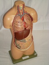 SOMSO Torso menschlicher Körper Anatomiemodell Modell 82 Somso  Gipsmodell