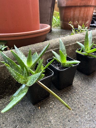 Aloe vera pflanze - aloe,