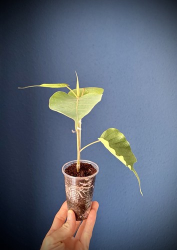 Ficus religiosa bonsai - religiosa,