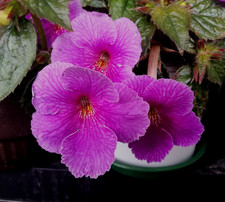 Achimenes (Schiefteller) SRG´s Charles Martel 3Rhizome African Violet,Zimmerpfl.