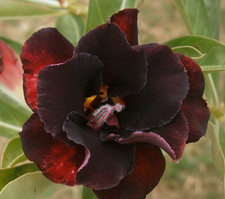 Wüstenrose - adenium obesum -
