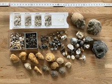 fossile Schnecken (etwa 600