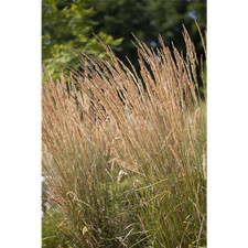 Calamagrostis x acutiflora