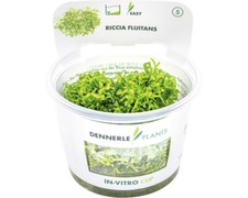 Teichlebermoos - Riccia fluitans Port.