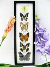 6 echte präparierte