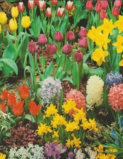Bundes Blumenzwiebel Paket 170 Zwiebeln Tulpenzwiebeln Hyazinthen Krokusse Nr.6
