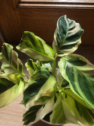 Calathea yellow fusion - 'yellow, fusion'
