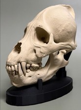 Vampir-Schädel Werwolf Skull
