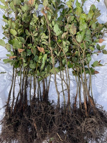 Rotbuche fagus sylvatica 60 - rotbuche, 40-60