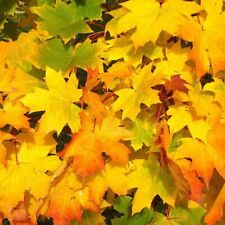 Spitzahorn Ahorn Acer