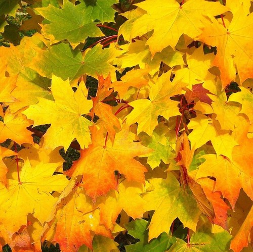 Spitzahorn ahorn acer - ahorn,
