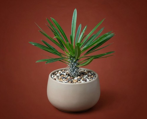 Pachypodium lamerei