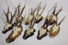9x Jagdtrophäen Geweihe Rehbock Horn Konvolut Sammlung auf Trophäenschilder
