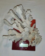 Große echte Koralle, weiß, 1,2 KG, ca 20 x 22 x 14 cm ALT Vintage Deko Aquarium 