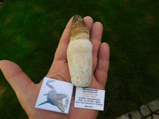 schöner Zahn vom Mosasaurus mit Wurzel aus Marokko